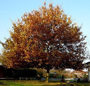 jubil�umseiche herbst2