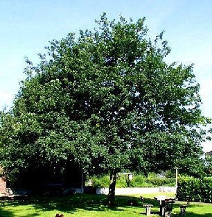 jubil�umseiche sommer 2