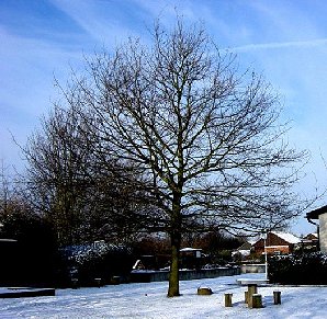 jubil�umseiche winter 2