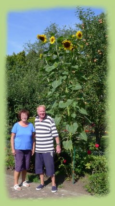 Sonnenblume Boberg 2017