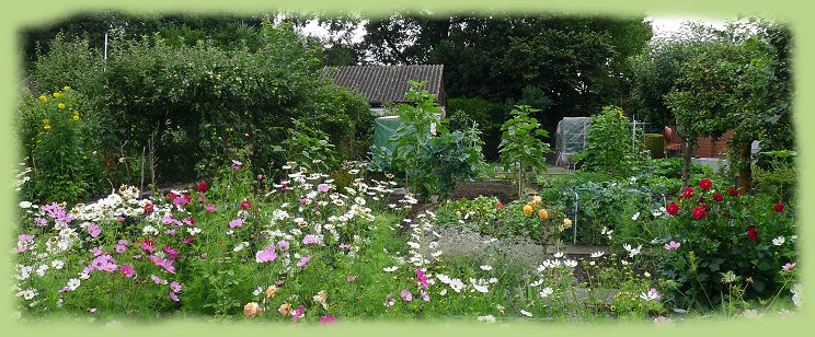Garten 2 -  Juli