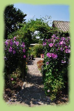Garten 26 - August 2009