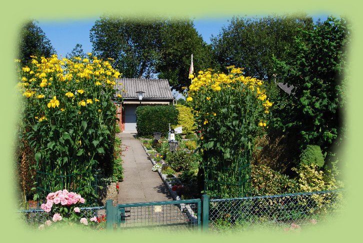 Garten 6 August 2009