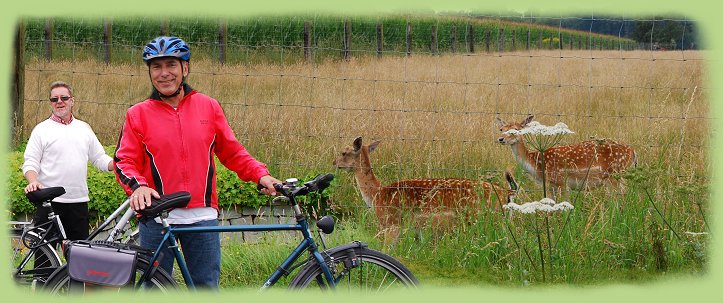 eine Herde Rotwild weidete unterwegs