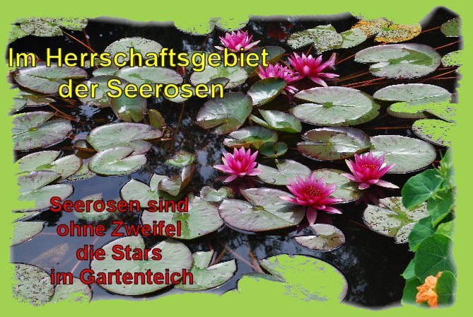 Seerosen im Gartenteich1