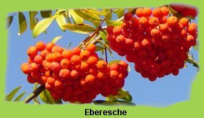 eberesche1