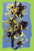 2006-jan-zaubernuss3