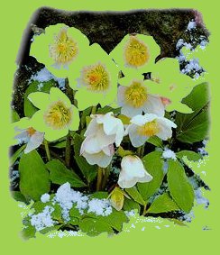 2007-jan-Christrose1
