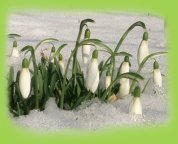 2007-jan-Schneeglöckchen1