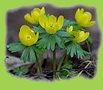 2007-jan-winterlinge1