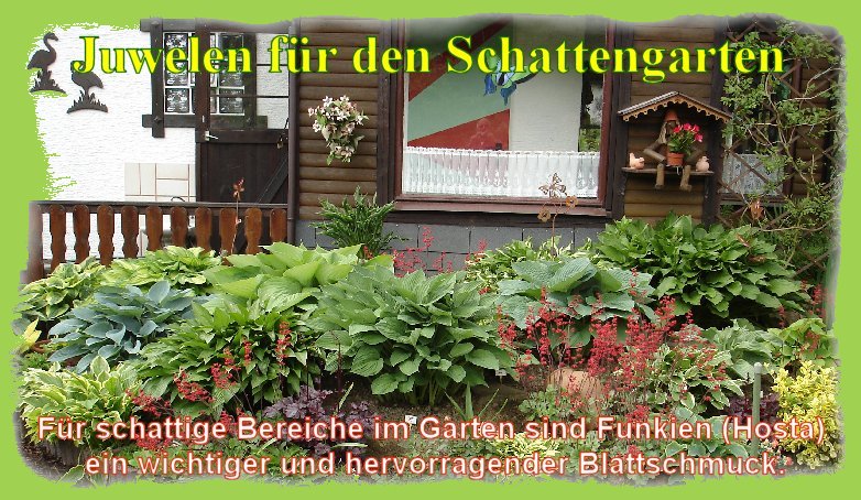 Funkien für den Schattengarten1 Funkien für den Schattengarten1