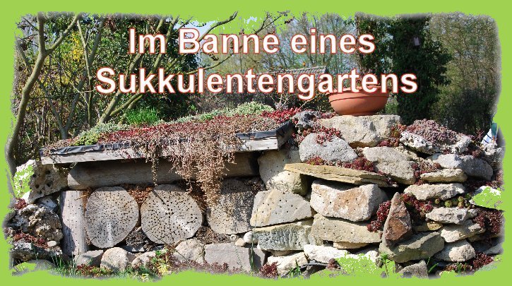 Steinmauer mit Sukkulenten bepflanzt1