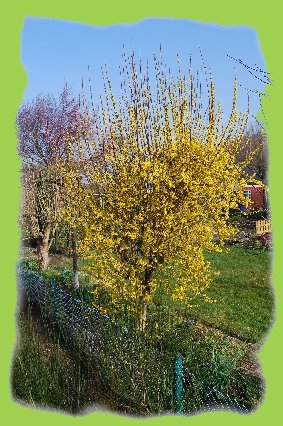 Forsythien 10