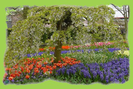 Keukenhof 08