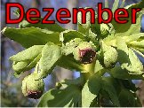 dezember1